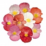 Бегония вечноцветущая (зеленая листва) (Begonia semperflorens)