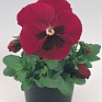 Виола виттрока (Viola wittrockiana)