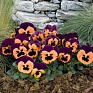 Виола виттрока (Viola wittrockiana)