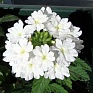 Вербена гибридная (Verbena hybrida) Вербена гибридная (Verbena hybrida)