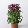 Вербена гибридная (Verbena hybrida)