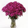 Гвоздика турецкая (Dianthus barbatus)