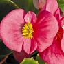 Бегония вечноцветущая (зеленая листва) (Begonia semperflorens)