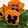 Виола виттрока (Viola wittrockiana) Виола виттрока (Viola wittrockiana)