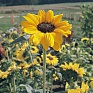 Подсолнечник летний (Helianthus annuus)