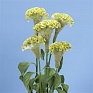 Целозия гребенчатая (Celosia cristata)