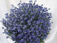 Незабудка лесная (Miro)