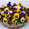 Виола Виттрока (Viola wittrockiana)