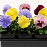 Виола виттрока (Viola wittrockiana) Виола виттрока (Viola wittrockiana)