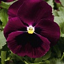 Виола Виттрока (Viola wittrockiana) Виола Виттрока (Viola wittrockiana)