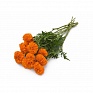 Бархатцы прямостоячие (Tagetes erecta) Бархатцы прямостоячие (Tagetes erecta)