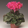 Цикламен персидский (Cyclamen persicum)