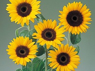 Подсолнечник летний (Tiffany F1)