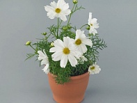 Космея дваждыперистая (Casanova)