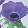 Анемона (Ветреница) корончатая (Anemone coronaria)