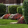 Бальзамин Уоллера (Impatiens walleriana) Бальзамин Уоллера (Impatiens walleriana)