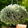 Алиссум морской (Lobularia maritima)