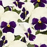 Виола виттрока (Viola wittrockiana) Виола виттрока (Viola wittrockiana)