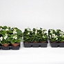 Бегония вечноцветущая (зеленая листва) (Begonia semperflorens)