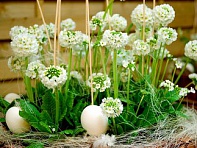 Примула мелкозубчатая (Corolla)