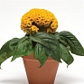 Целозия гребенчатая (Celosia cristata)