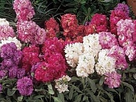 Левкой седой (Vintage)