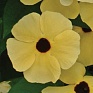 Тунбергия крылатая (Thunbergia alata)