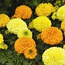 Бархатцы прямостоячие (Tagetes erecta)