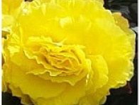 Бегония клубневая махровая (Limitless F1)