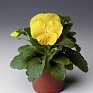 Виола Виттрока (Viola wittrockiana) Виола Виттрока (Viola wittrockiana)