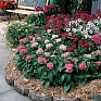 Пентас ланцетовидный (Pentas lanceolata)