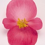 Бегония вечноцветущая (бронзовая листва) (Begonia semperflorens)