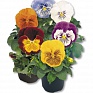 Виола виттрока (Viola wittrockiana)