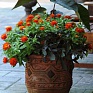Цинния мариландская (Zinnia marylandica) Цинния мариландская (Zinnia marylandica)