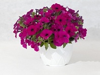 Петуния ампельная гибридная (MyLove (Amore Mio) F1)