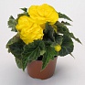 Бегония клубневая махровая многоцветковая (Begonia tuberhybrida multiflora)