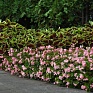 Бегония гибридная (зеленая листва) (Begonia hybrida) Бегония гибридная (зеленая листва) (Begonia hybrida)