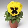 Виола Виттрока (Viola wittrockiana) Виола Виттрока (Viola wittrockiana)