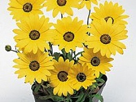 Диморфотека выемчатая (Spring Flash)