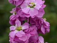 Левкой седой (Column)