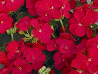 Герань (пеларгония садовая) (Multibloom F1)