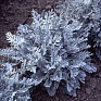 Цинерария приморская (Senecio cineraria) Цинерария приморская (Senecio cineraria)