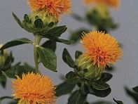 Сафлор красильный (Grenade)