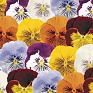 Виола виттрока (Viola wittrockiana)