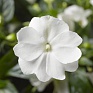 Бальзамин новогвинейский (Impatiens New Guinea)