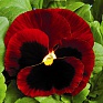 Виола Виттрока (Viola wittrockiana) Виола Виттрока (Viola wittrockiana)