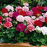 Герань (пеларгония садовая) (Pelargonium x hortorum)