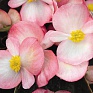 Бегония вечноцветущая (бронзовая листва) (Begonia semperflorens)