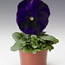 Виола Виттрока (Viola wittrockiana) Виола Виттрока (Viola wittrockiana)