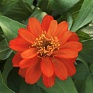 Цинния изящная (Zinnia elegans) Цинния изящная (Zinnia elegans)